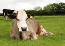 Farm Cows