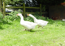 Farm Geese