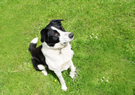 Rex our farms working sheepdog