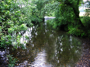 Fish along the River Tamar